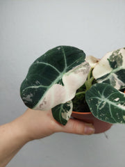 Alocasia Black Velvet Pink Variegata