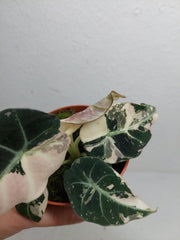 Alocasia Black Velvet Pink Variegata