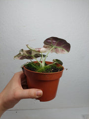 Alocasia Black Velvet Pink Variegata