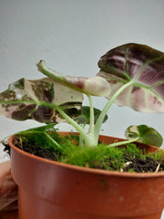 Alocasia Black Velvet Pink Variegata