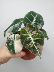 Alocasia Black Velvet Pink Variegata