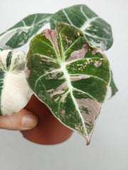 Alocasia Black Velvet Pink Variegata