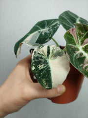Alocasia Black Velvet Pink Variegata