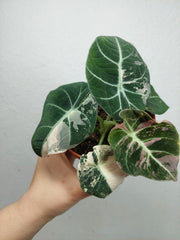 Alocasia Black Velvet Pink Variegata
