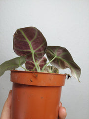 Alocasia Black Velvet Pink Variegata