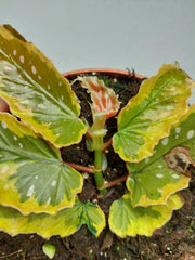 Begonia Dainty Spray Sport Variegata