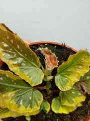 Begonia Dainty Spray Sport Variegata