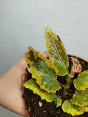 Begonia Dainty Spray Sport Variegata