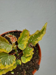 Begonia Dainty Spray Sport Variegata