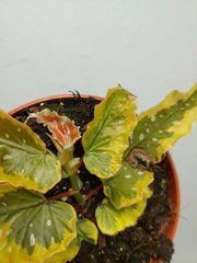 Begonia Dainty Spray Sport Variegata
