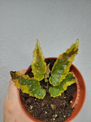 Begonia Dainty Spray Sport Variegata