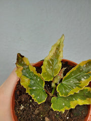 Begonia Dainty Spray Sport Variegata
