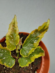 Begonia Dainty Spray Sport Variegata