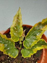 Begonia Dainty Spray Sport Variegata