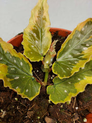 Begonia Dainty Spray Sport Variegata