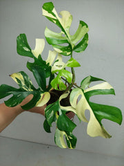 Monstera Minima / Raphidophora Tetrasperma Variegata