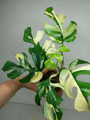 Monstera Minima / Raphidophora Tetrasperma Variegata