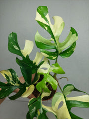 Monstera Minima / Raphidophora Tetrasperma Variegata