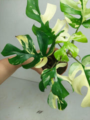 Monstera Minima / Raphidophora Tetrasperma Variegata