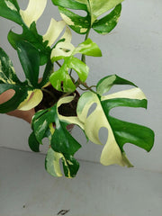 Monstera Minima / Raphidophora Tetrasperma Variegata