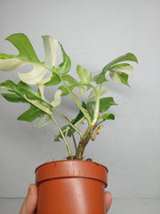 Monstera Minima / Raphidophora Tetrasperma Variegata