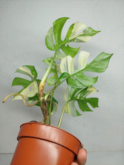 Monstera Minima / Raphidophora Tetrasperma Variegata