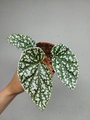 Begonia Snowcap