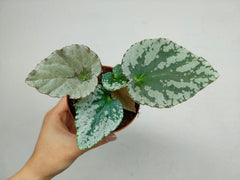Begonia Grey Earl