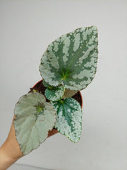 Begonia Grey Earl
