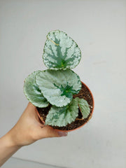 Begonia Grey Earl