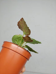 Begonia Grey Earl