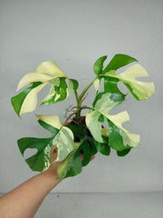 Monstera Minima / Raphidophora Tetrasperma Variegata