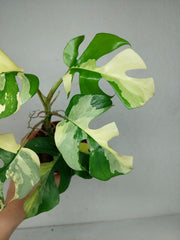 Monstera Minima / Raphidophora Tetrasperma Variegata