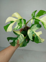 Monstera Minima / Raphidophora Tetrasperma Variegata