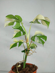 Monstera Minima / Raphidophora Tetrasperma Variegata