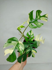 Monstera Minima / Raphidophora Tetrasperma Variegata