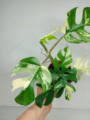 Monstera Minima / Raphidophora Tetrasperma Variegata