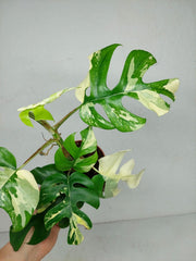 Monstera Minima / Raphidophora Tetrasperma Variegata