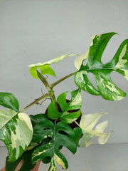 Monstera Minima / Raphidophora Tetrasperma Variegata