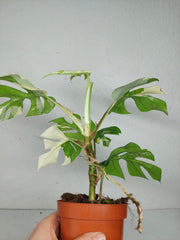 Monstera Minima / Raphidophora Tetrasperma Variegata