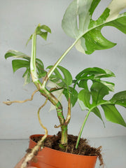 Monstera Minima / Raphidophora Tetrasperma Variegata