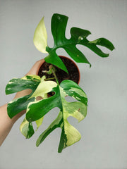 Monstera Minima / Raphidophora Tetrasperma Variegata
