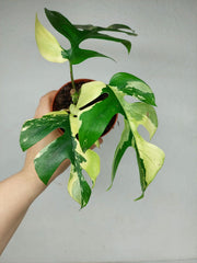 Monstera Minima / Raphidophora Tetrasperma Variegata