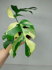 Monstera Minima / Raphidophora Tetrasperma Variegata