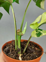 Monstera Minima / Raphidophora Tetrasperma Variegata