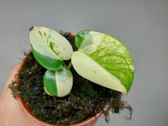 Monstera Jungle Mint