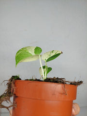 Monstera Jungle Mint