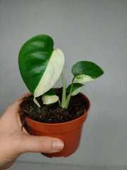 Monstera Jungle Mint