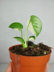 Monstera Jungle Mint