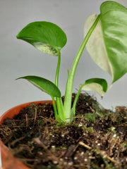 Monstera Jungle Mint